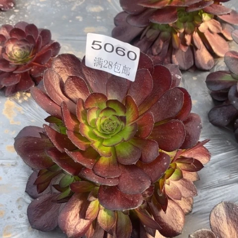 花花公子多肉多肉5060