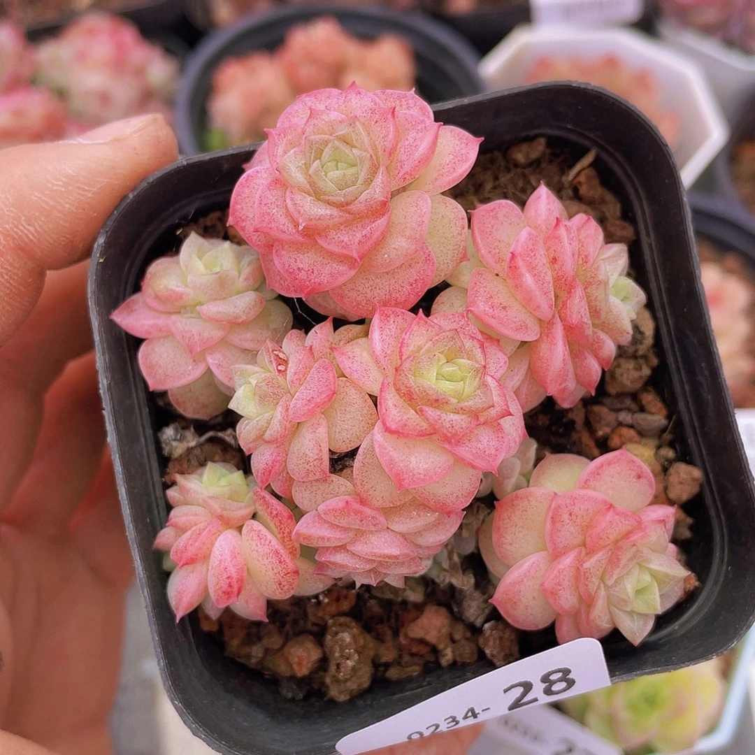 00000000000028量拍