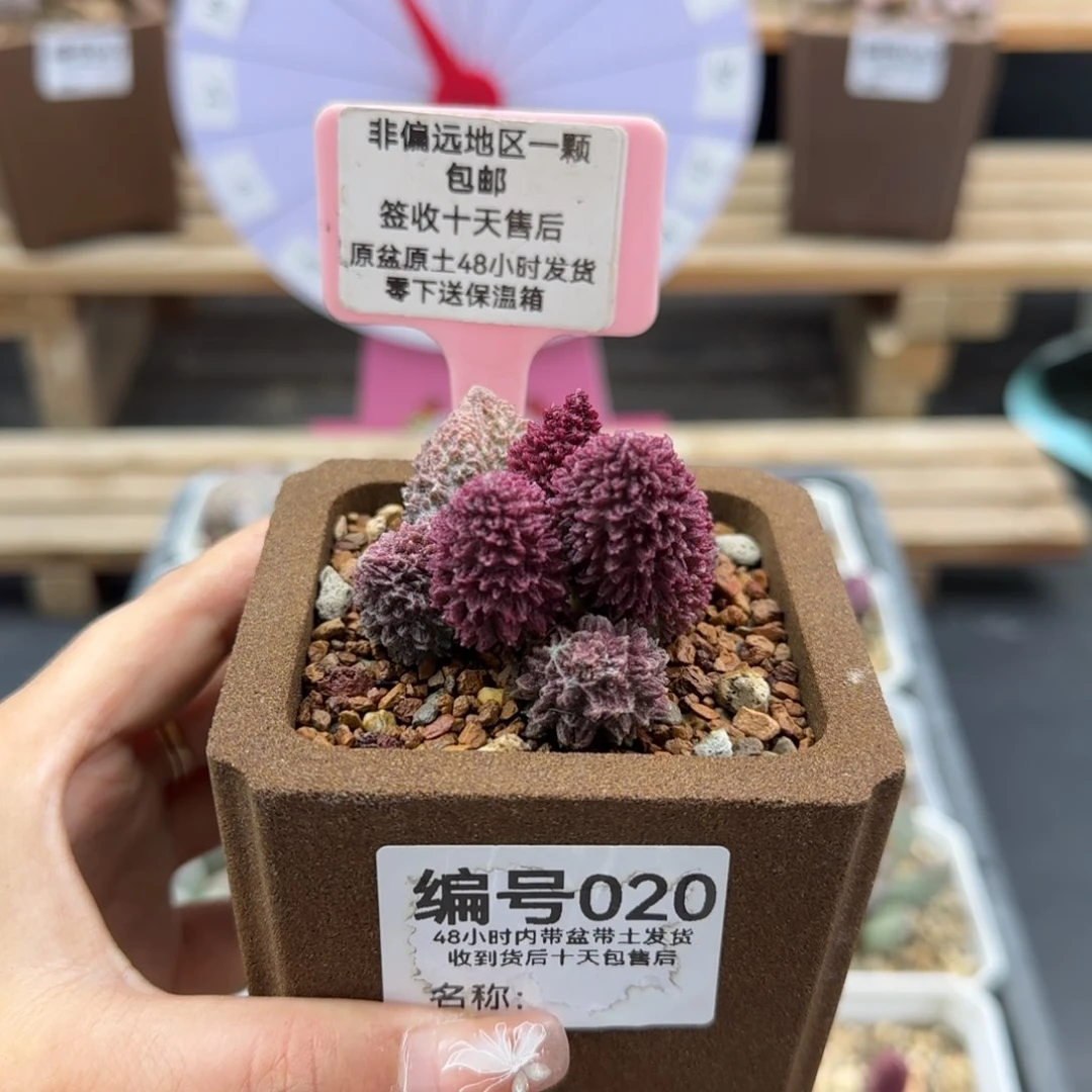 陈*淇020朱紫玉多肉植物