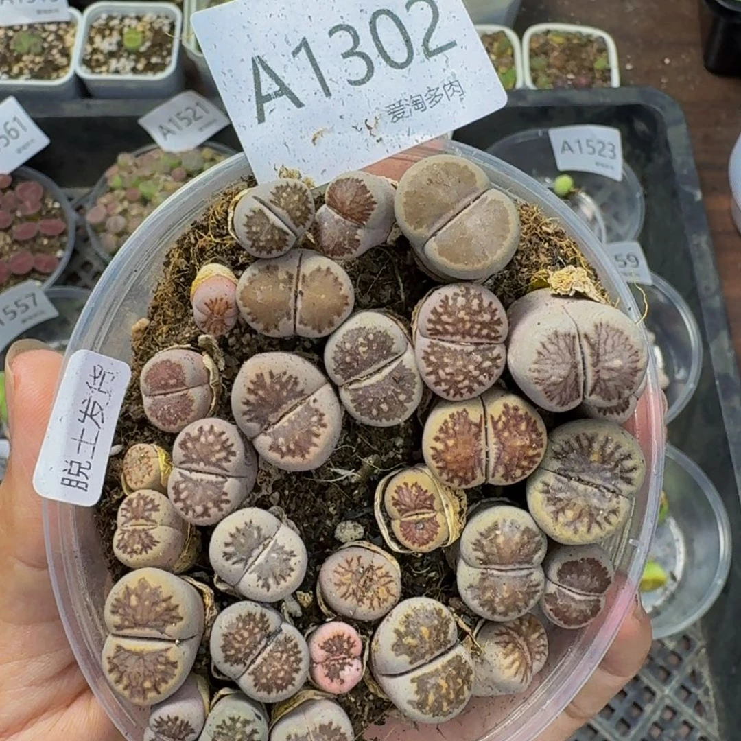 1302 生石花和肉锥