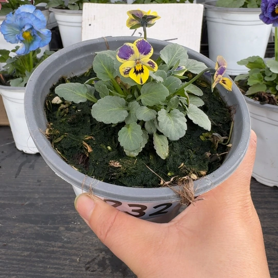 全部花朵732号梦坊