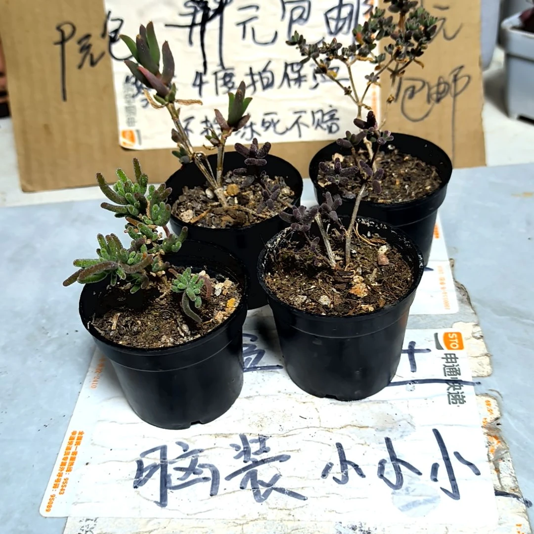 满9元包邮，四颗不同枝干