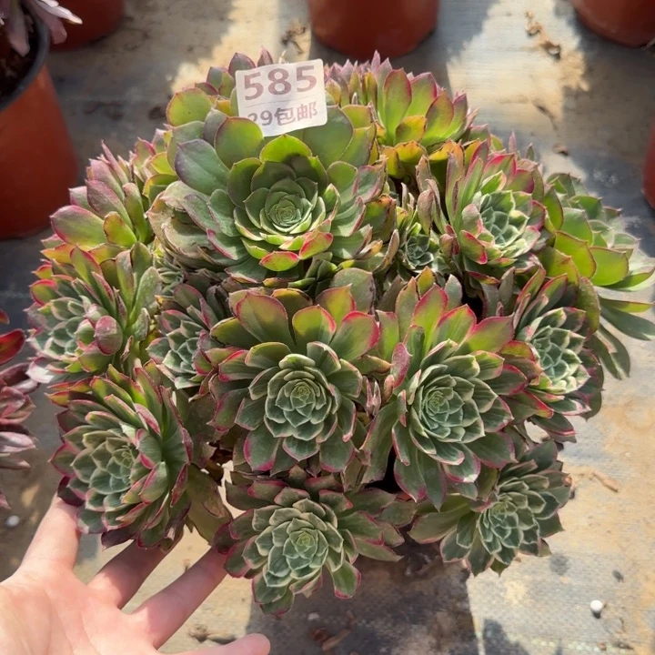 莲花……多肉植物……