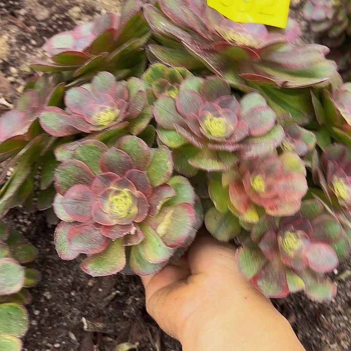 娟***姐多肉植物福利来392个