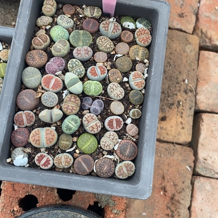 三***礼生石花等植物的116
