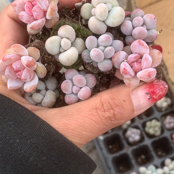 蛋黄。樱花。彩虹。乘以3。包邮