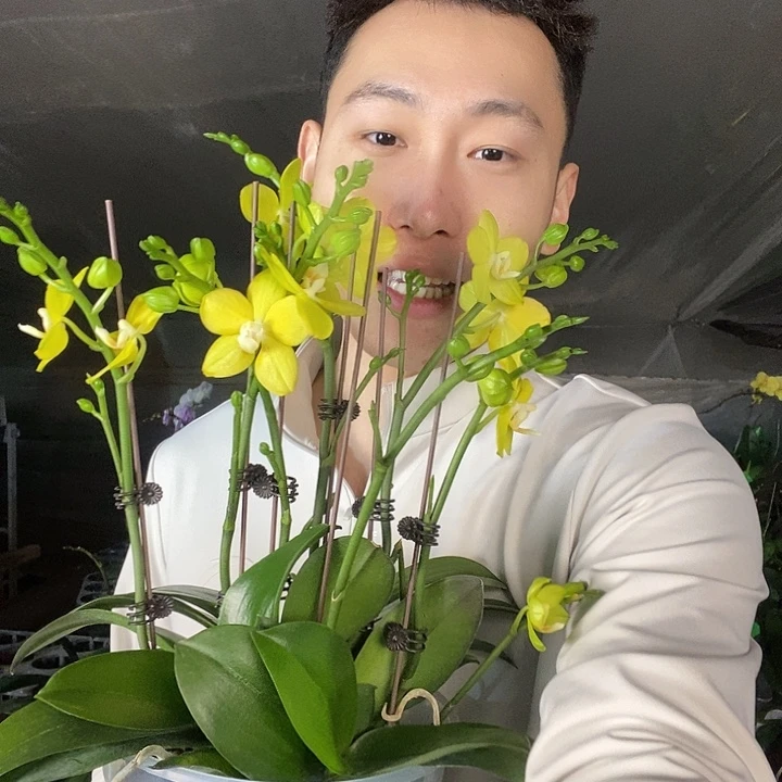 无花朵吉祥如意7寸