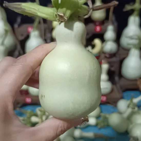 灰****啊啦啦啦快乐旅途