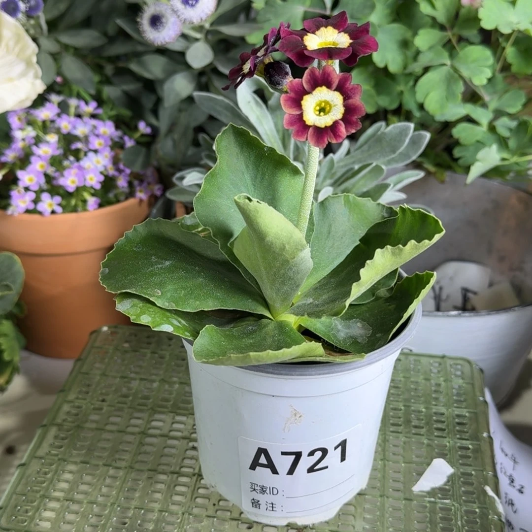 一物一拍  耳叶报春A721