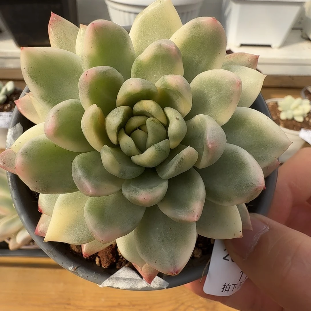 冰心公主锦11113-116