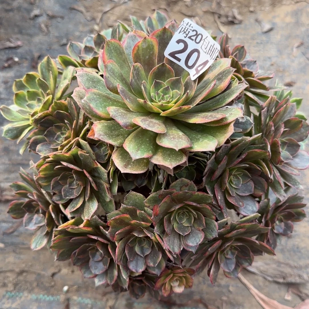 半夏204满20包邮断枝不包