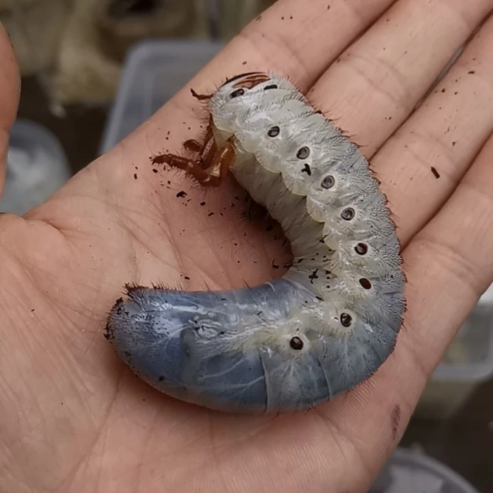 长戟三龄初期  29.3g  牧野深度  5升专用饲养盒