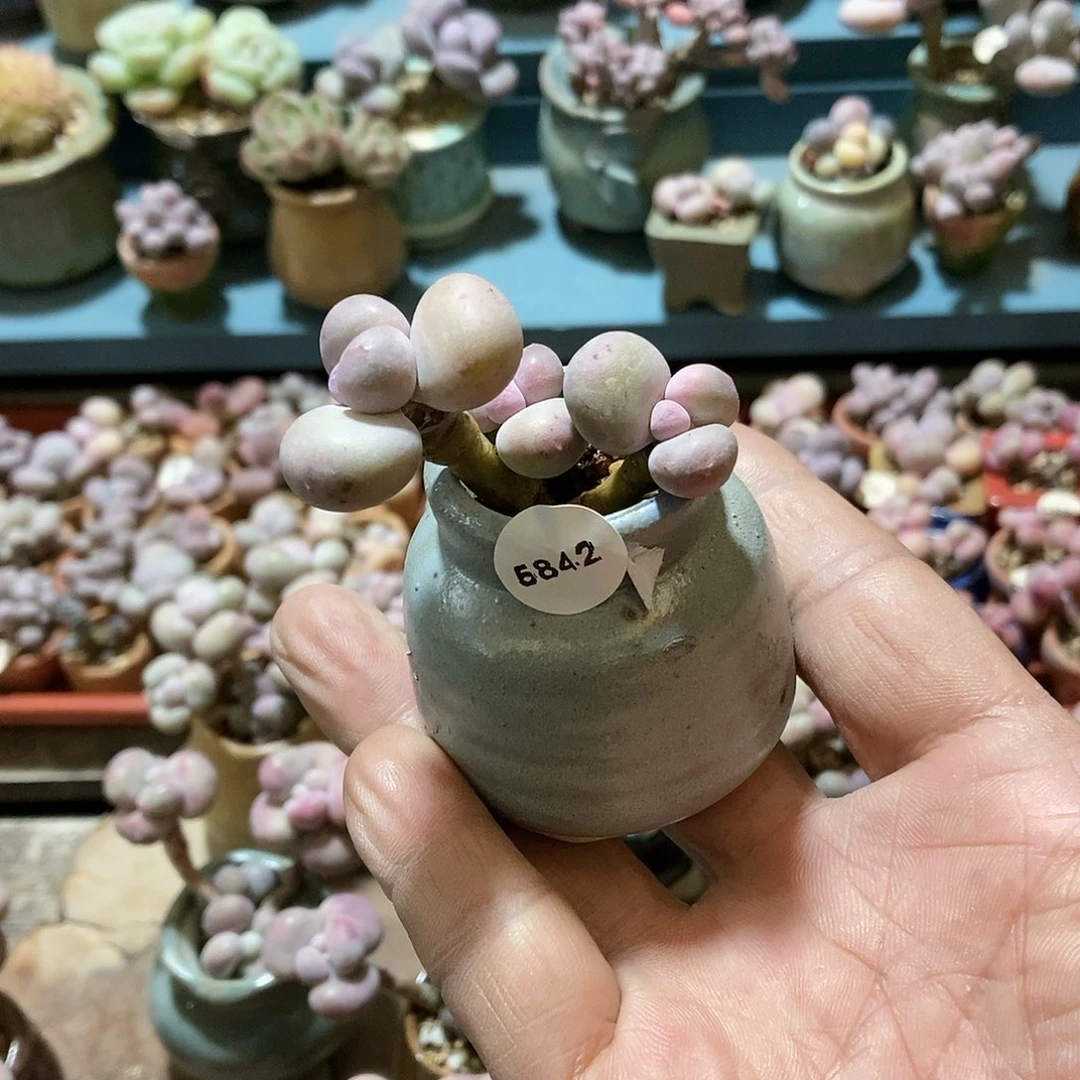 无**我5842奶酪28带盆发