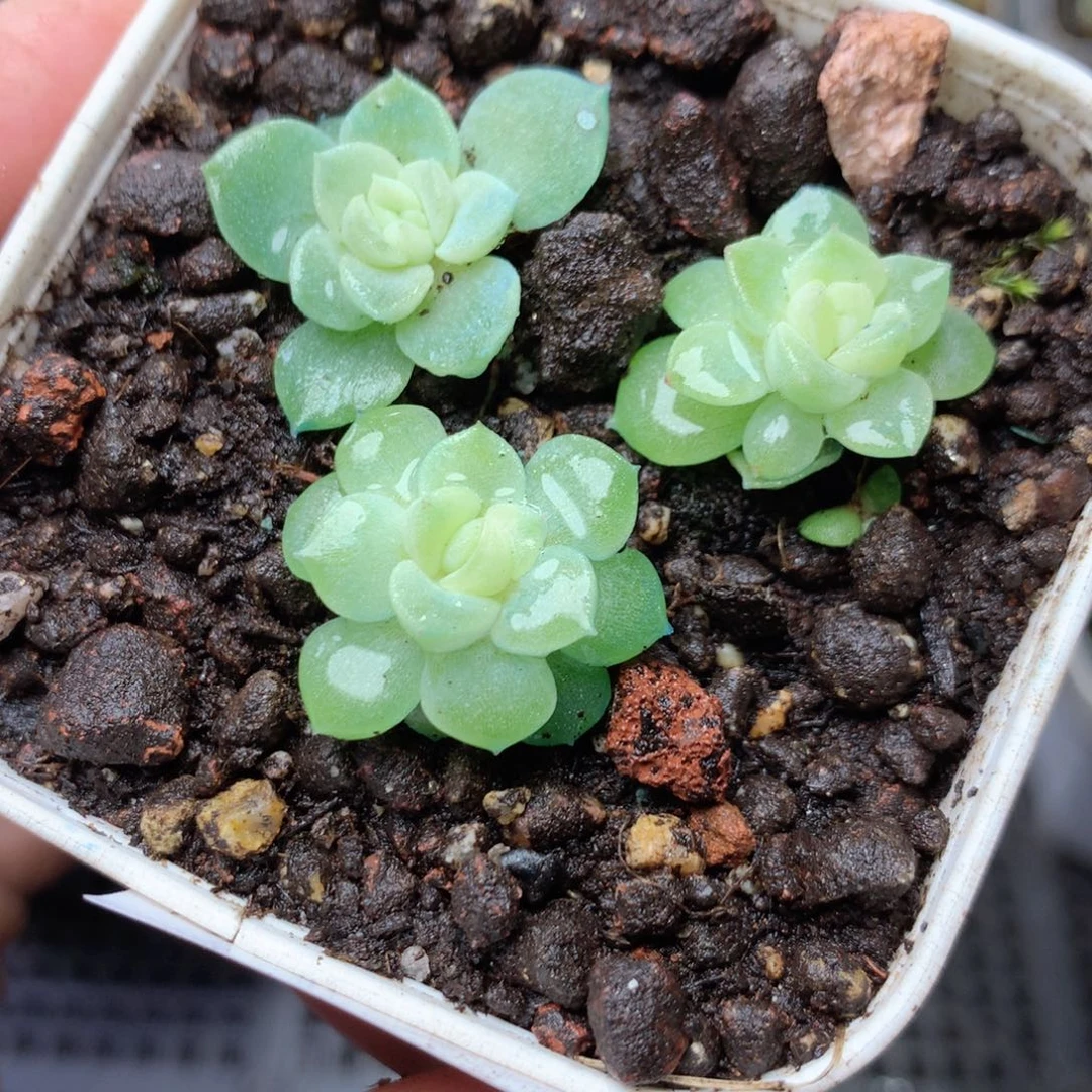 无花朵S62。财富c1yyyyyy