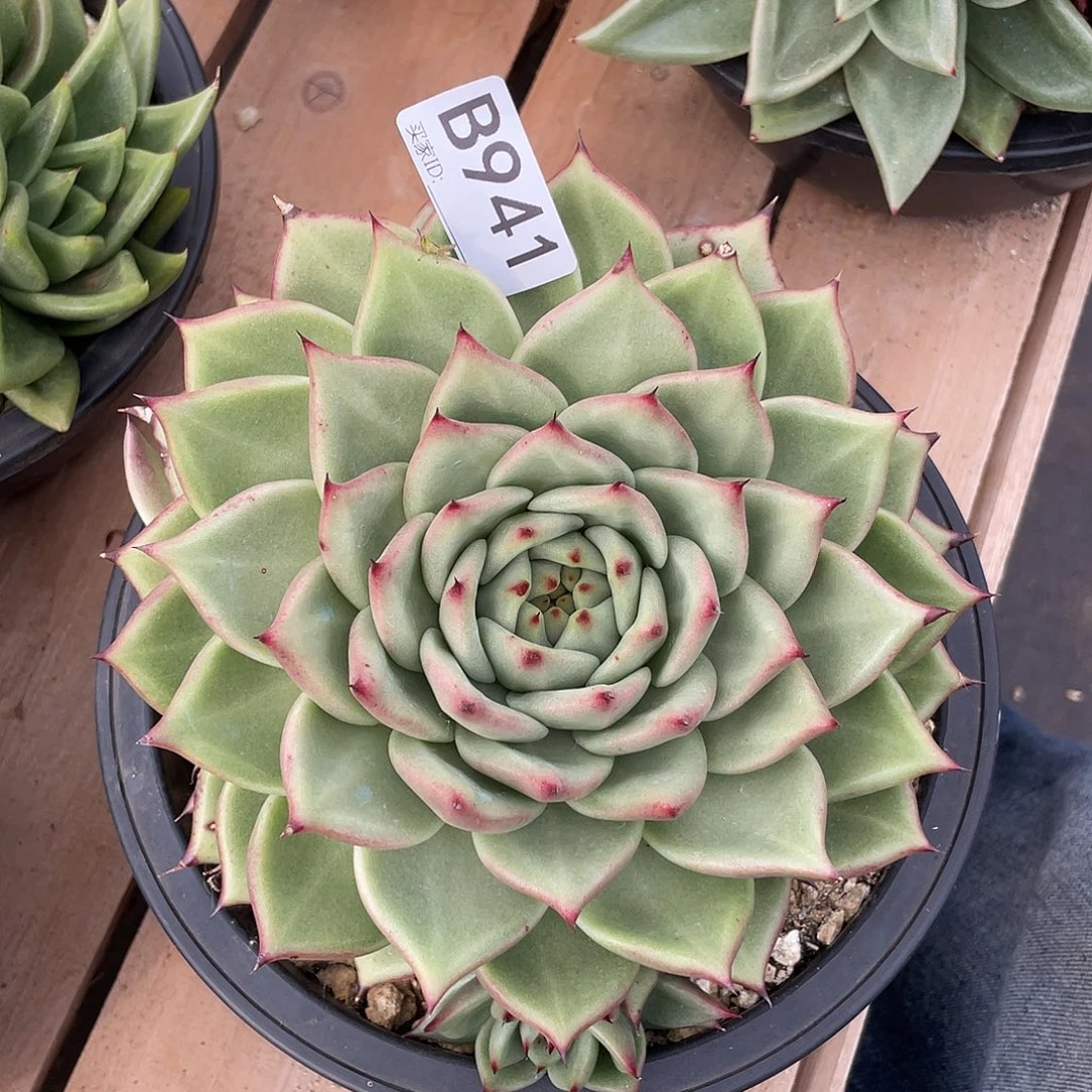 若如东云单拍B941
