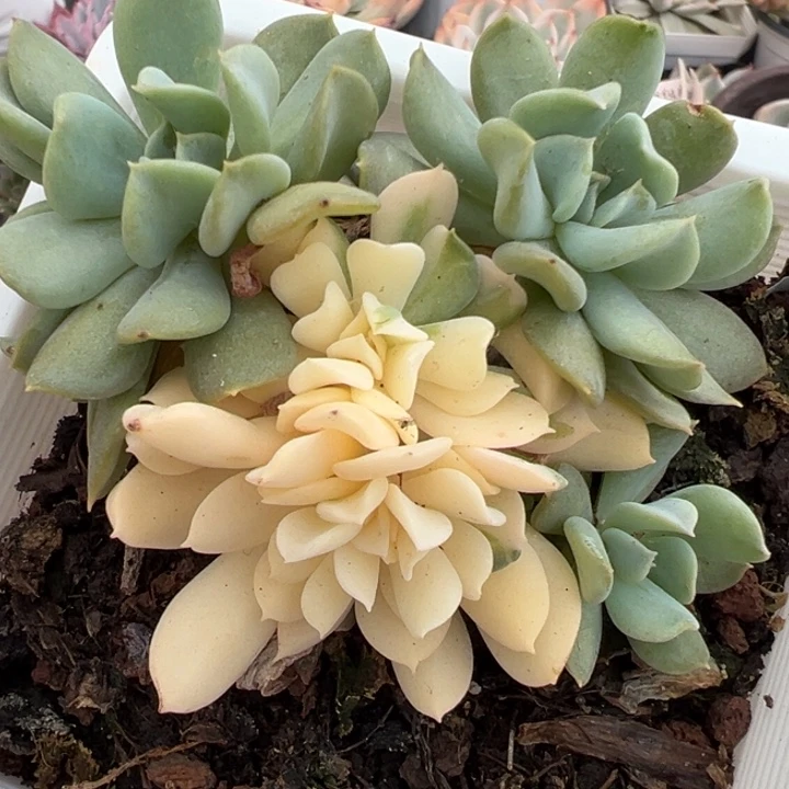 特玉莲锦多肉植物2417