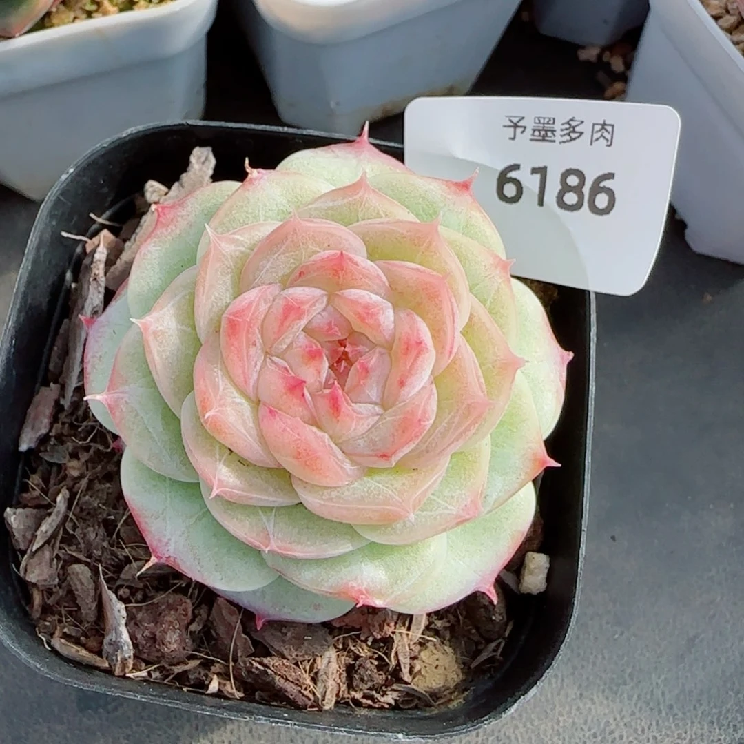 焦糖玛朵，6186多肉植物