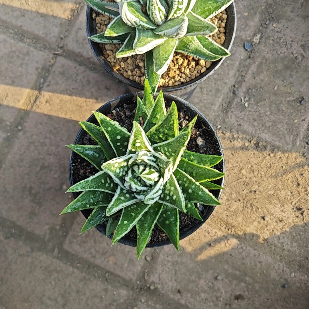 两颗多肉植物原盆土