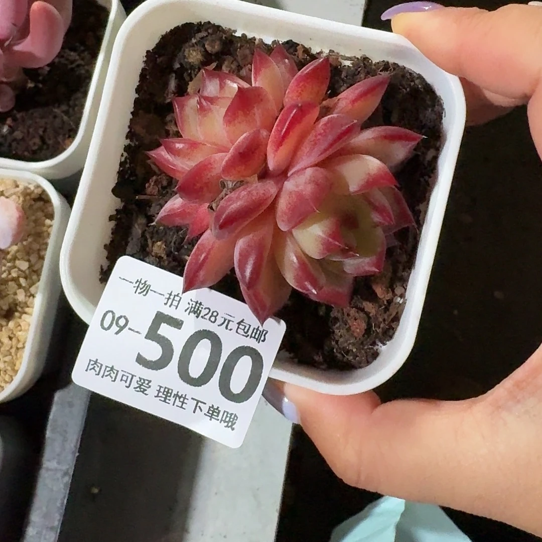 黑武士无盆土发货无盆