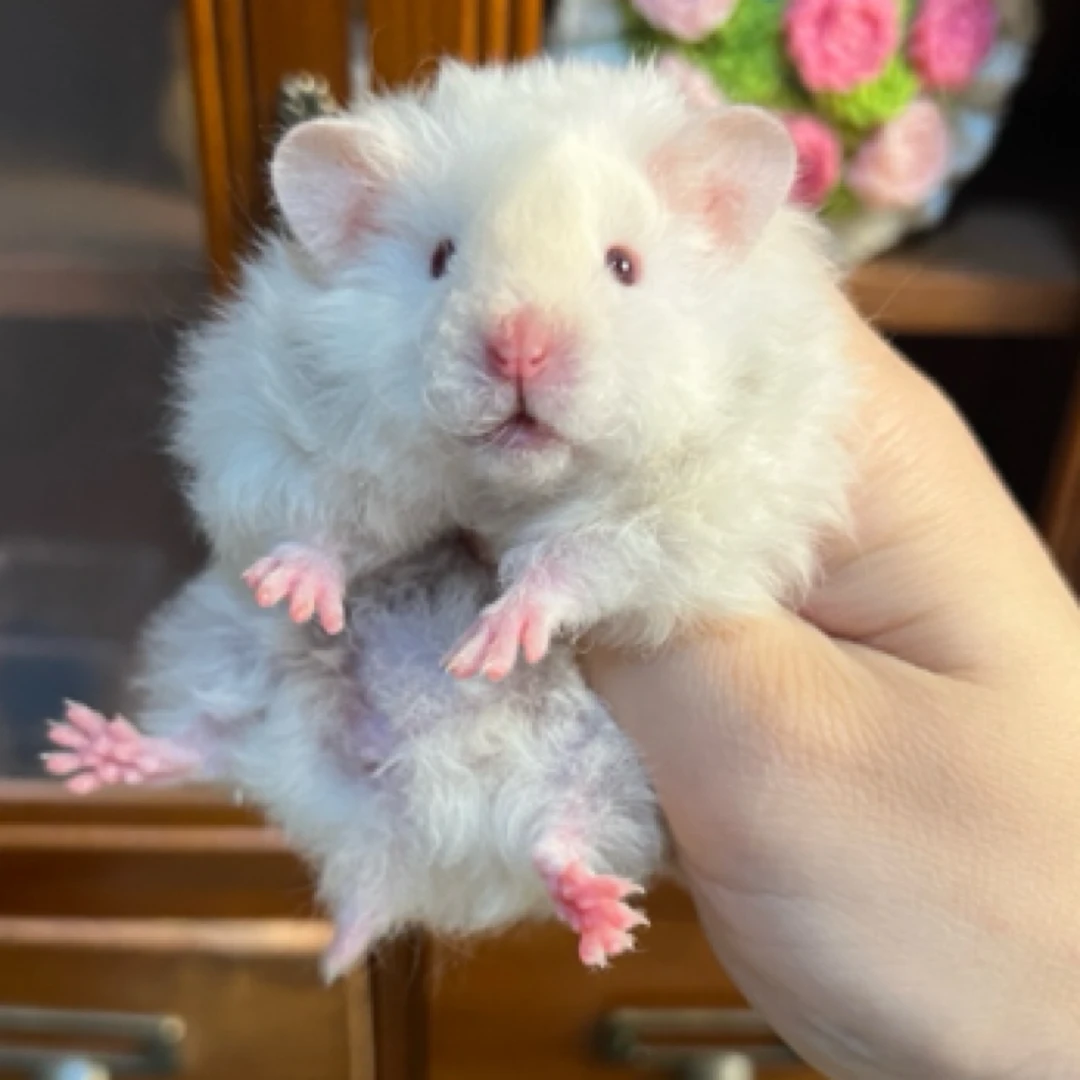 家养金丝熊重点色携带重点色腾盒发货包邮包健康