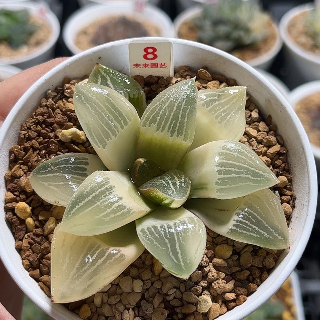 8糊斑红太阳寿锦一物一图