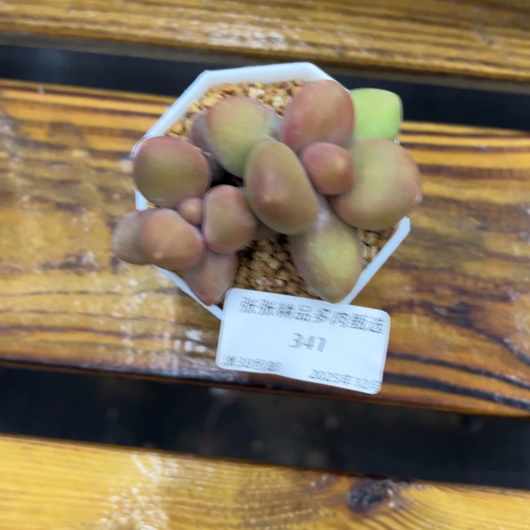 张张精品多肉甄选芒果奶