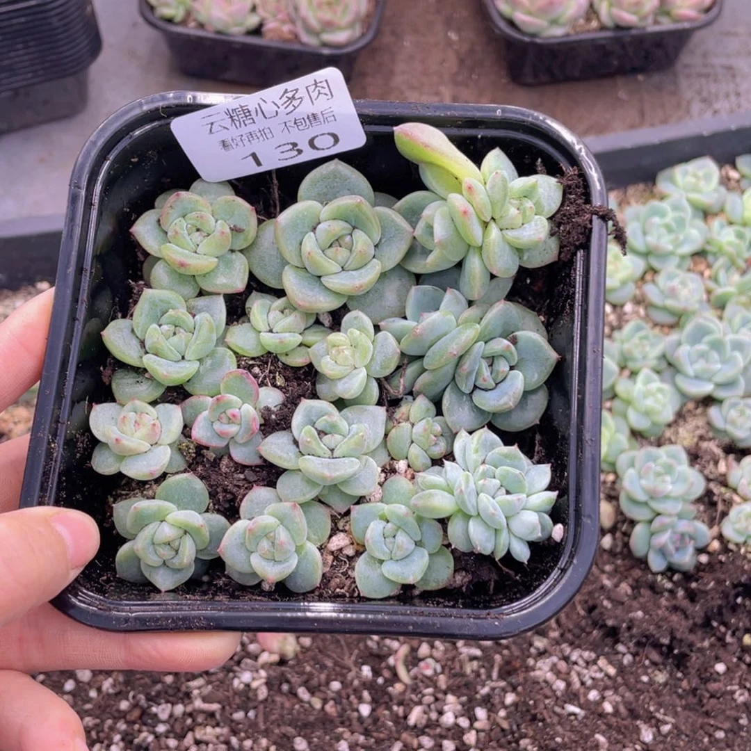 云糖心多肉植物130