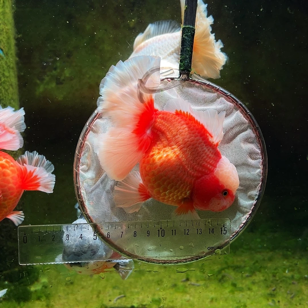 金鱼冷水金鱼百褶泰狮