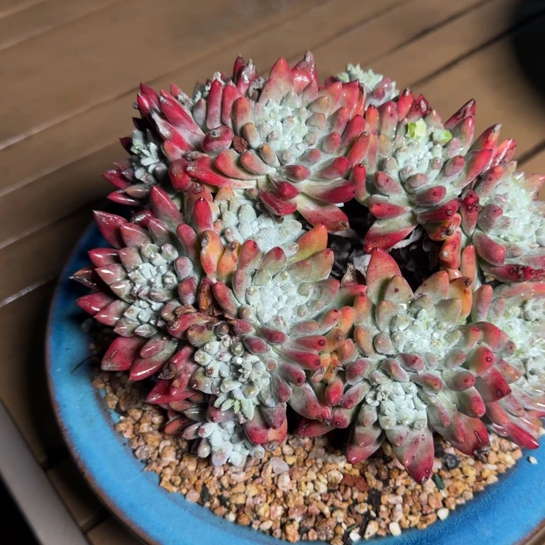 啡****花250216117多肉植物啡尔姐