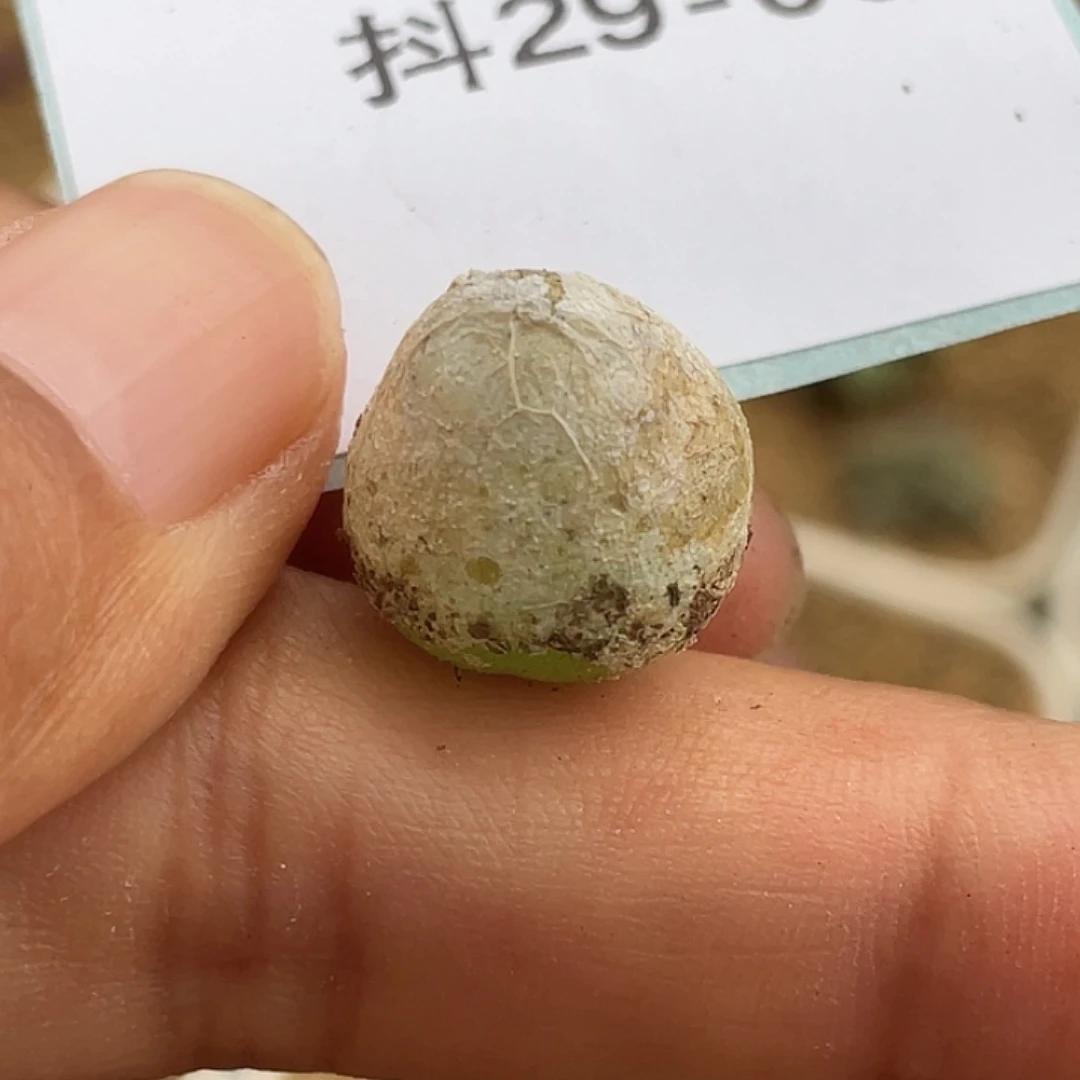 29-6灯泡多肉植物