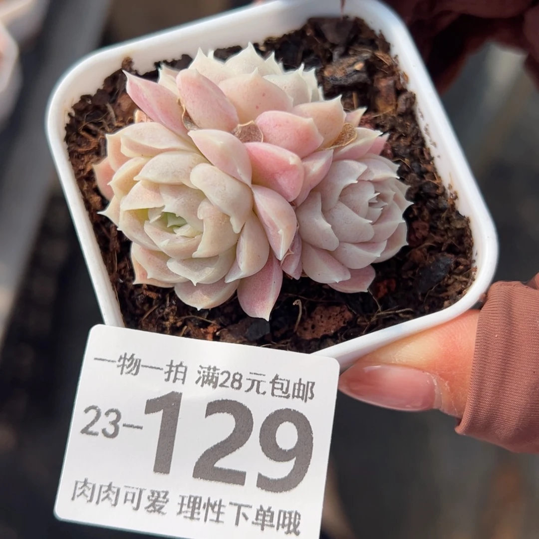 月影多肉多肉多肉多肉