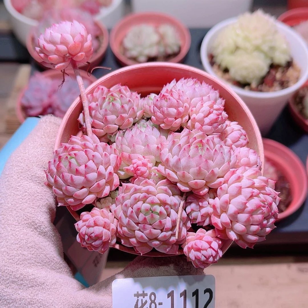 花利美8-1112小粉莓