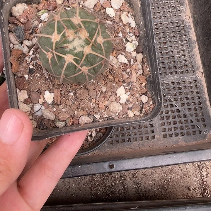 090平丸2.5cm左右