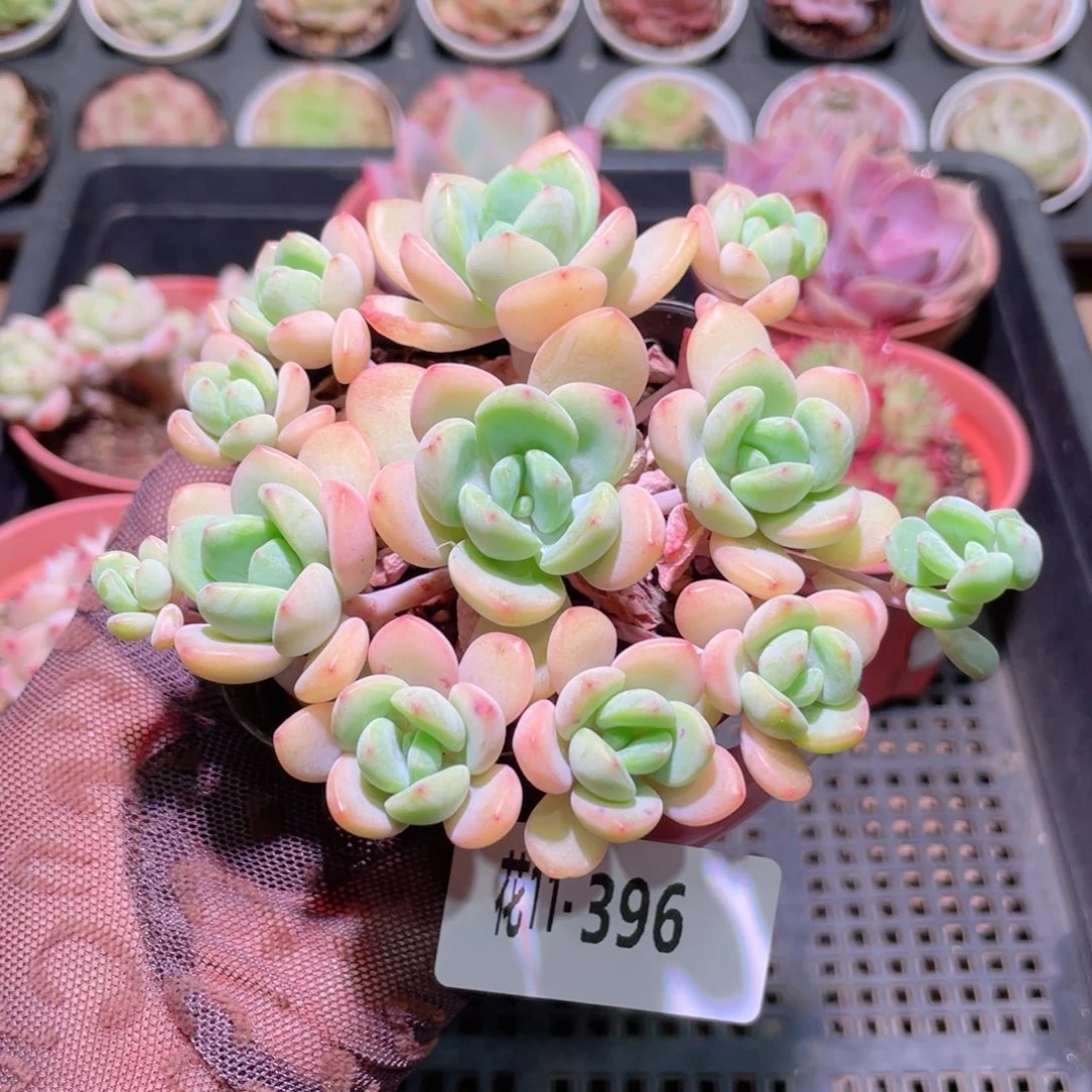 花利美11-396新品