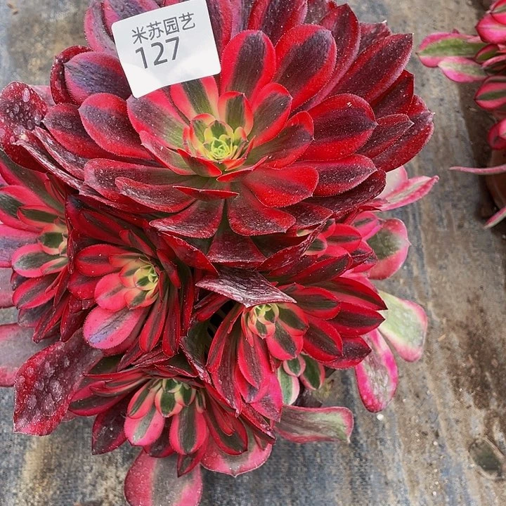 二*?127多肉植物的生长