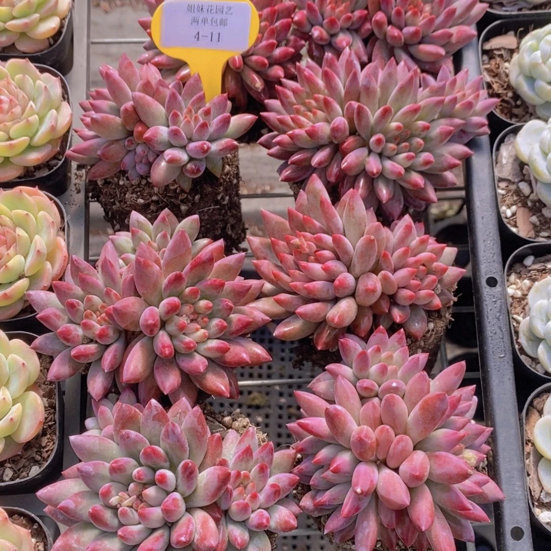 4-11-精品如烟美人大双头福利一个