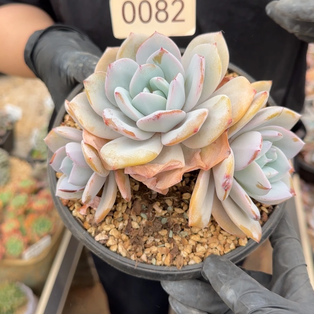 星***逸0082。      奶茶三头