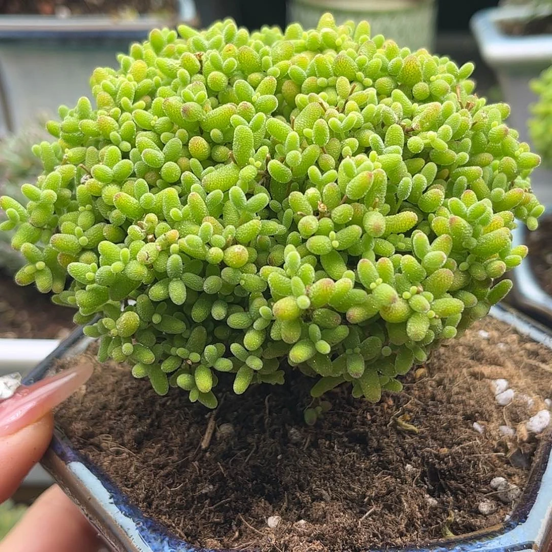 24蜜桔带盆优选枝干番杏