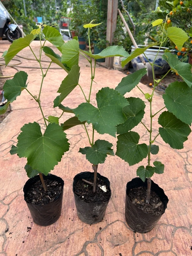 寒香蜜扦插苗一棵整体60厘米高原盆原土包邮