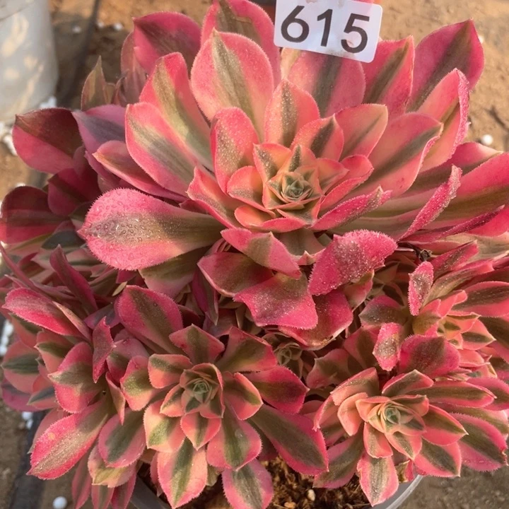 615:多肉粉女巫植物