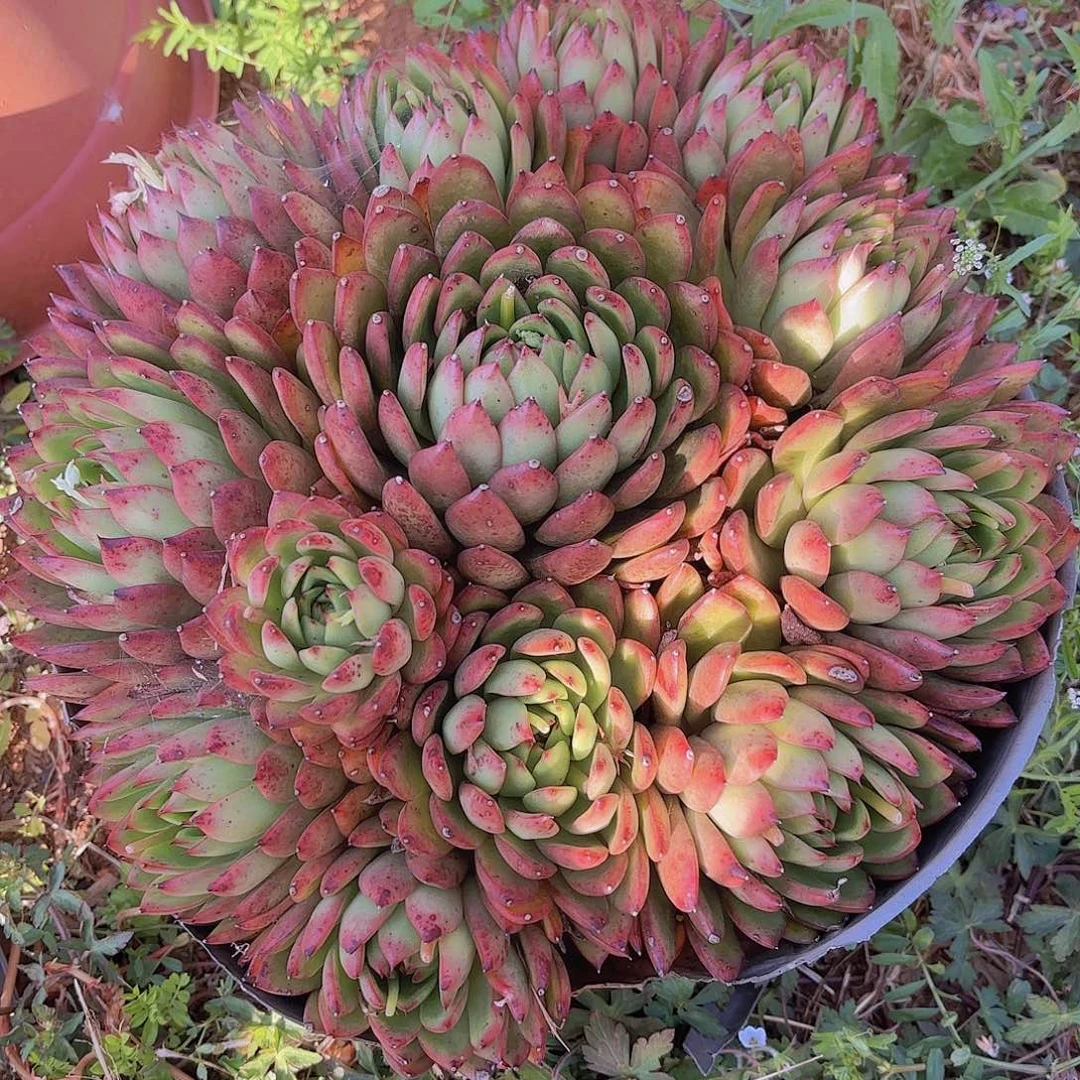 开**你多肉植物。。。。。。。。。。。。