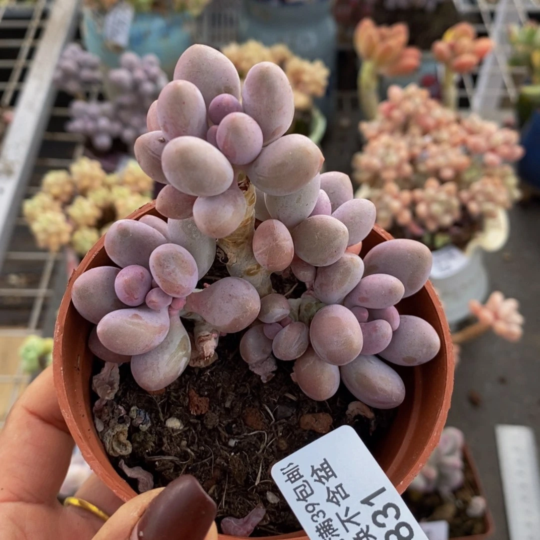 汤圆831/5c m有砍