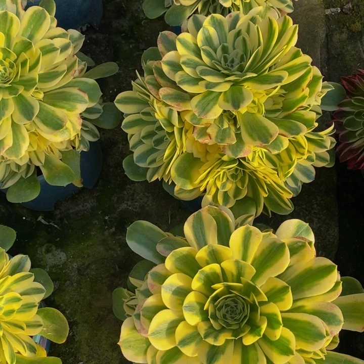 法师一颗辛尼亚多肉植物