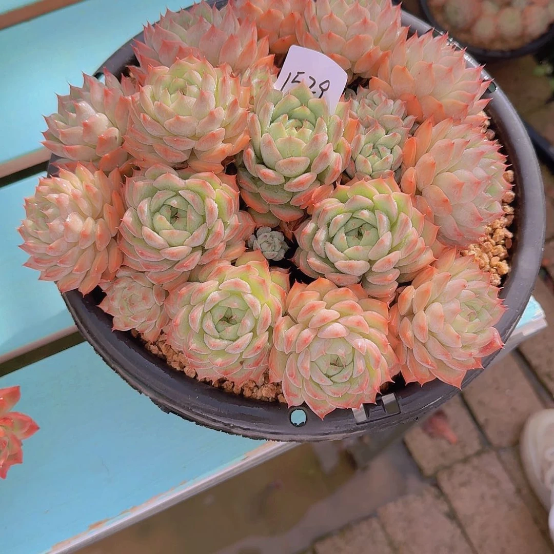 聆***、1528TP多肉植物植物