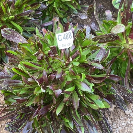 488水墨丹青绣球多肉植物