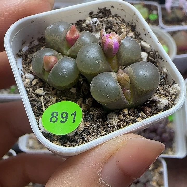 漂亮风铃双头两颗多肉带盆891