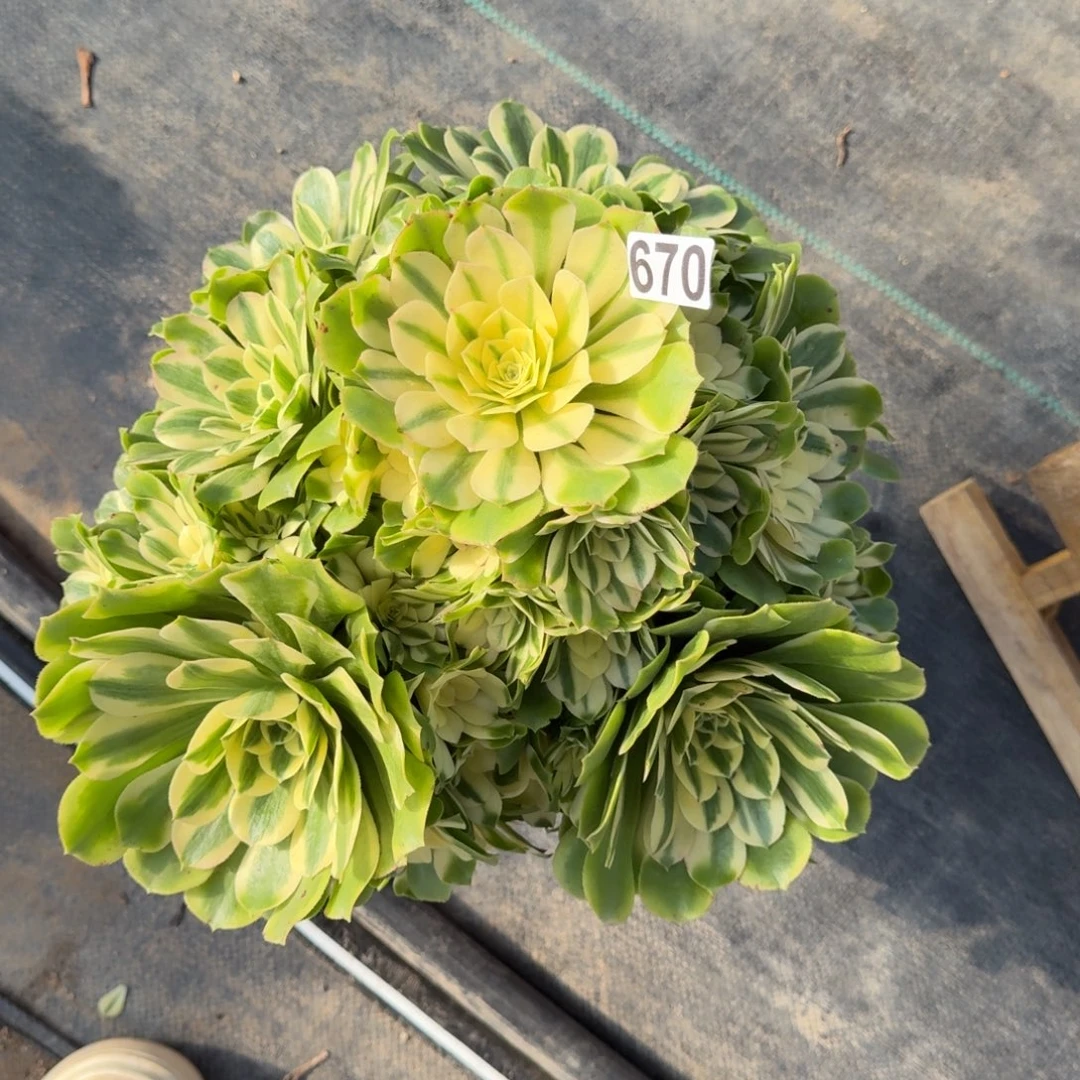 670多肉植物辛尼亚