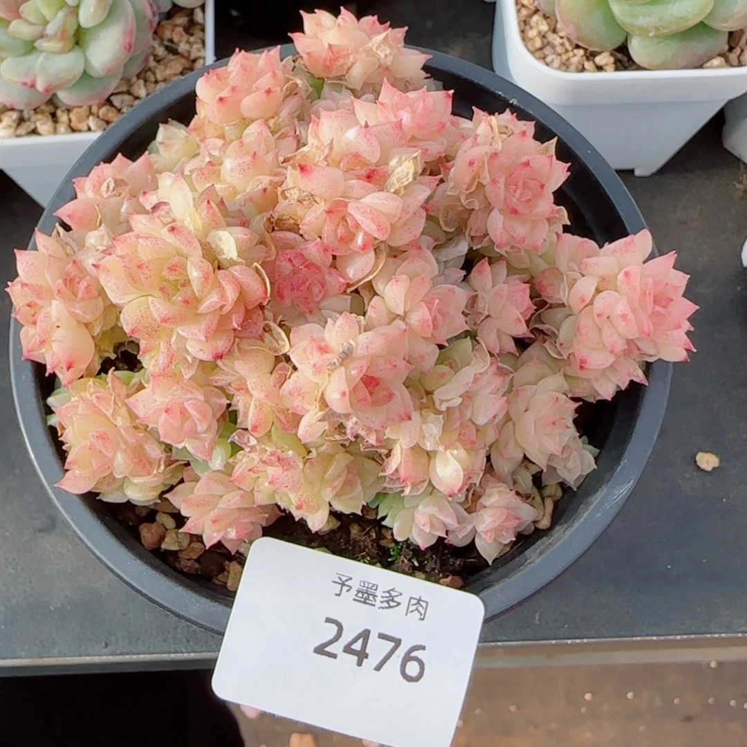 麦秆群，2746带盆发不包整