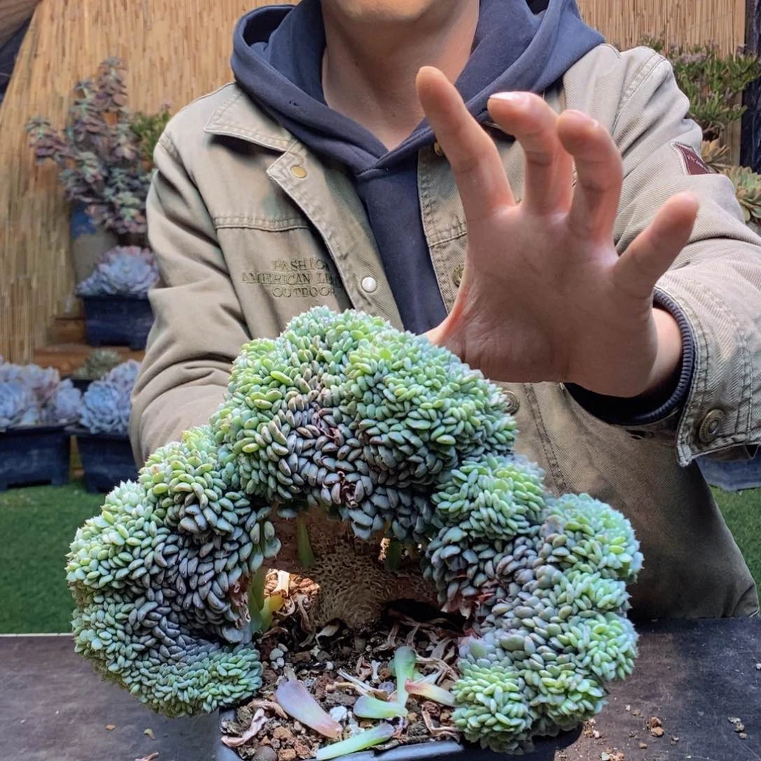 小**D68号白胖子缀多肉