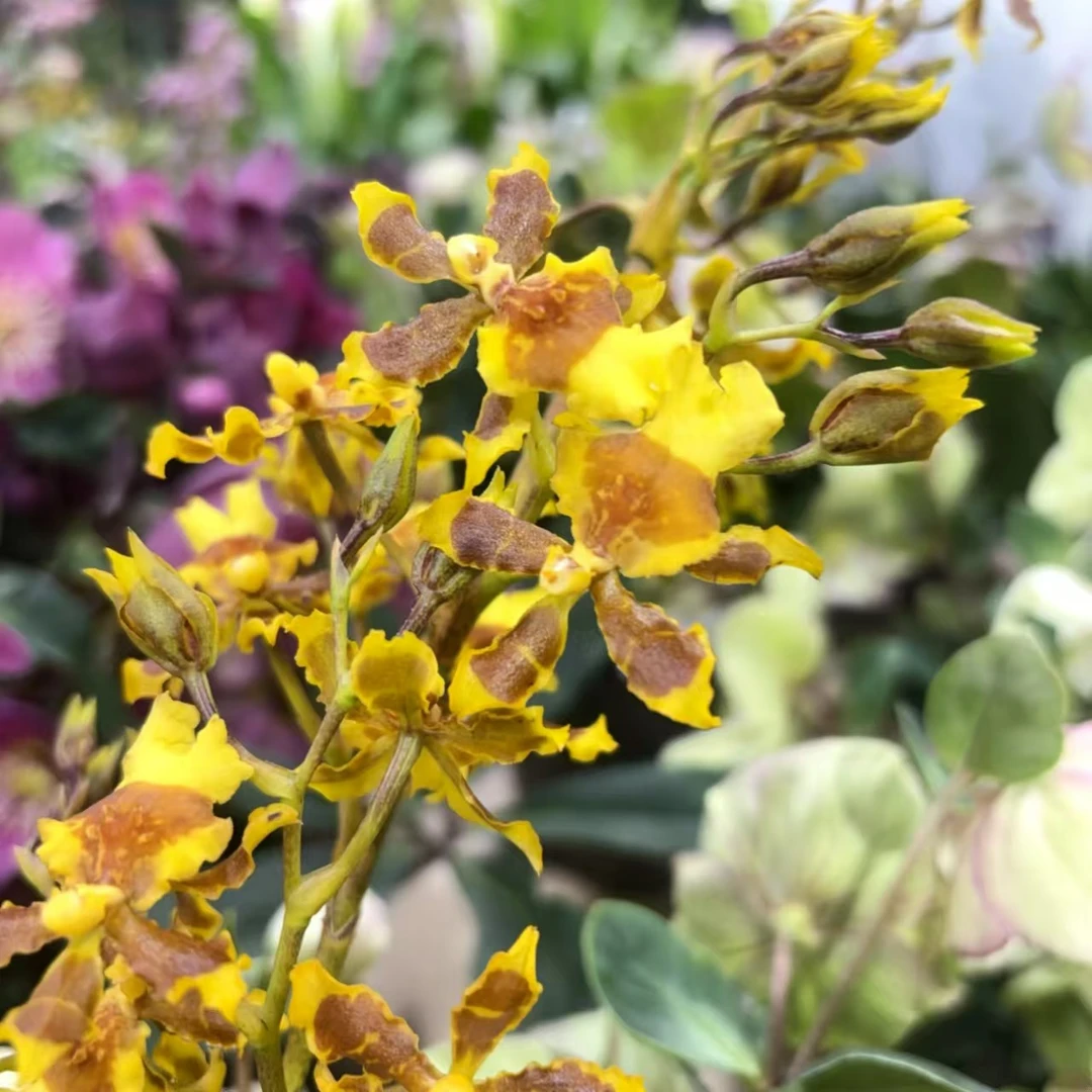 特价黄色巧克力文心兰 微瑕带花剑耐寒好养室内阳台云南鲜花绿植